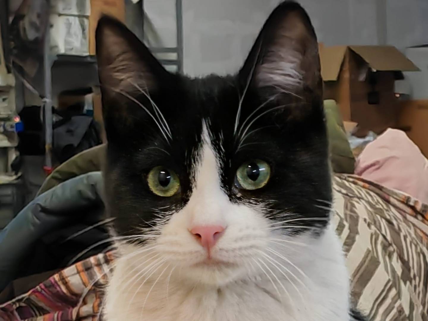 Adozione gatto, maschio, Razza sconosciuta Razza sconosciuta, 4 anni e 5 mesi, taglia non valida, Genova