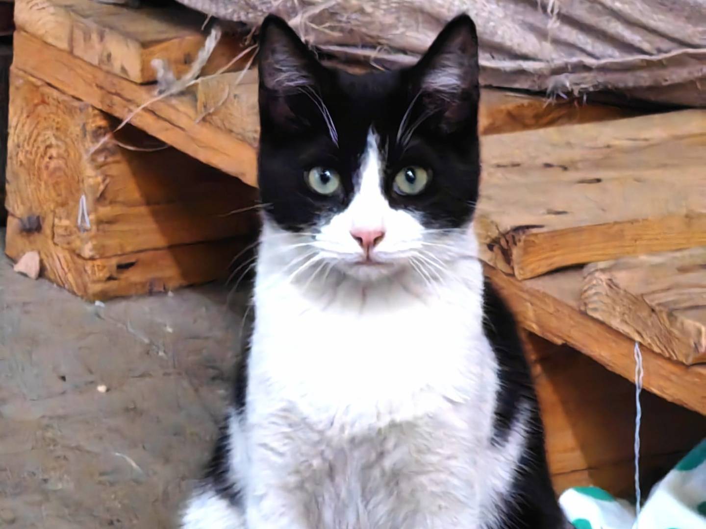 Adotta un gatto, taglia non valida, maschio, Genova