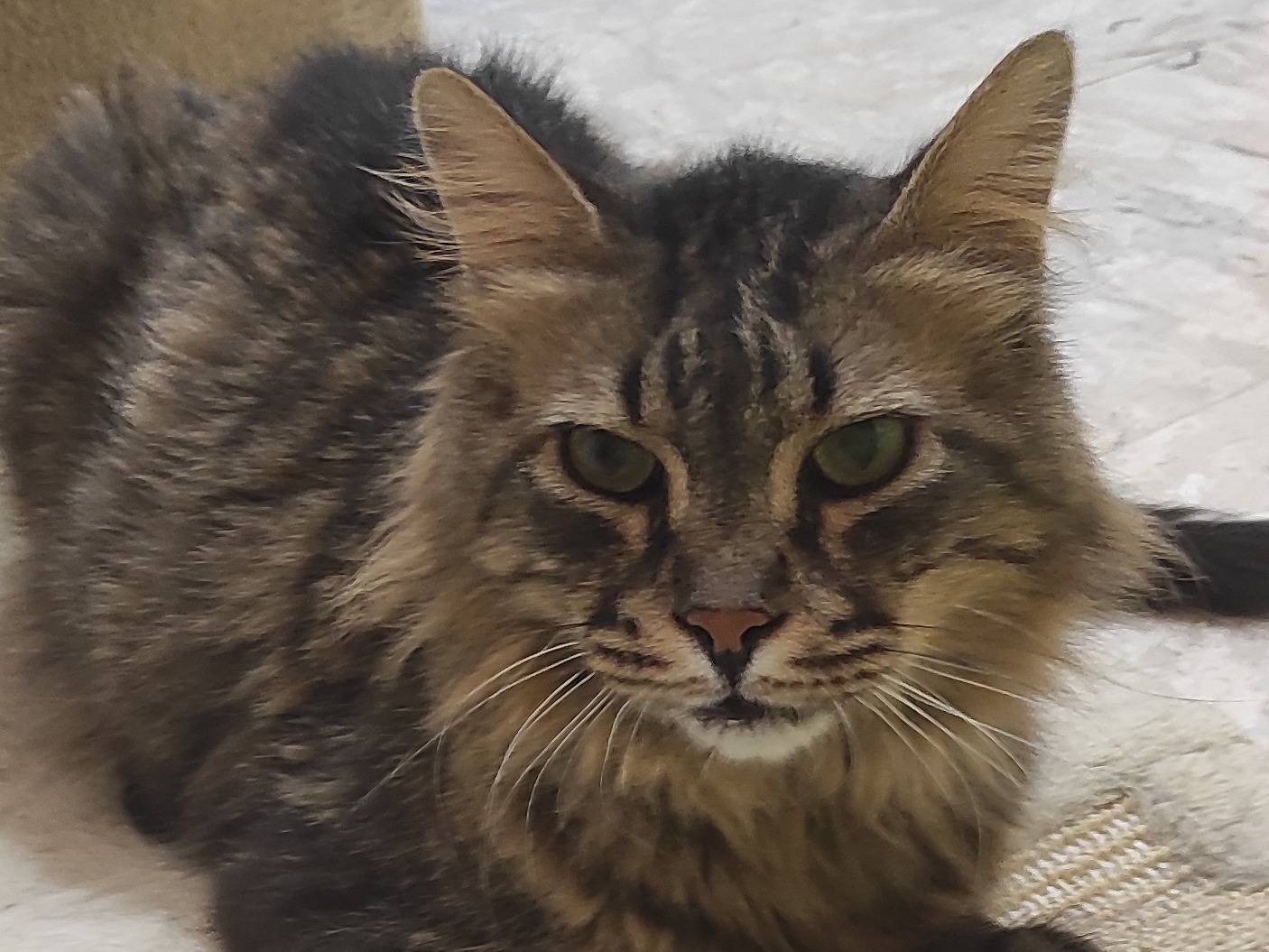 Adozione gatto, maschio, Razza sconosciuta Razza sconosciuta, 9 anni e 7 mesi, taglia non valida, Brescia