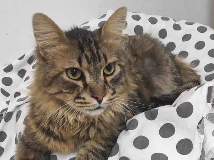 Adotta un gatto, maschio, 9 anni e 7 mesi, Brescia