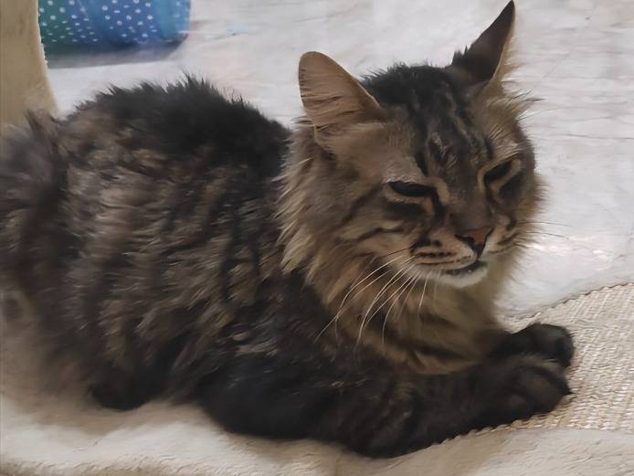 Adotta un gatto, taglia non valida, maschio, Brescia