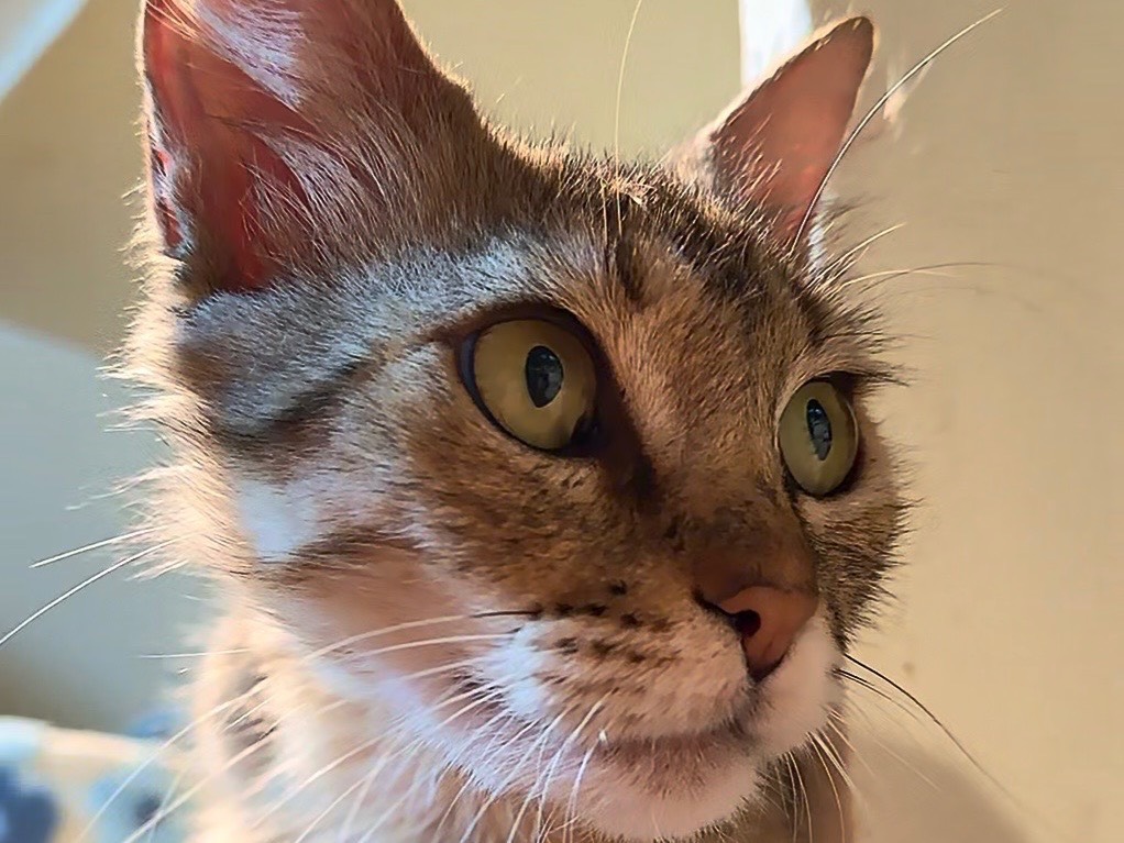 Vuoi adottare un gatto a Latina?