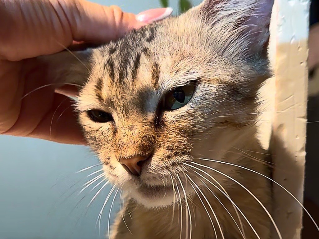 Adotta il gatto TRILLY a Latina