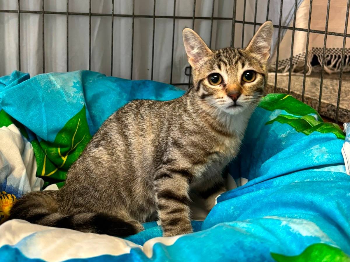 Adozione gatto, maschio, Razza sconosciuta Razza sconosciuta, 4 mesi, taglia non valida, Asti