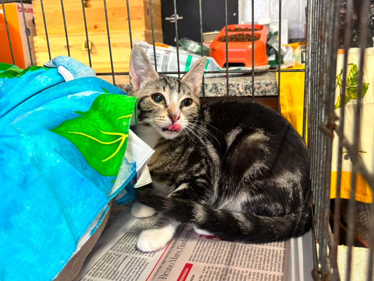Adozione gatto, maschio, Razza sconosciuta Razza sconosciuta, 4 mesi, taglia non valida, Asti