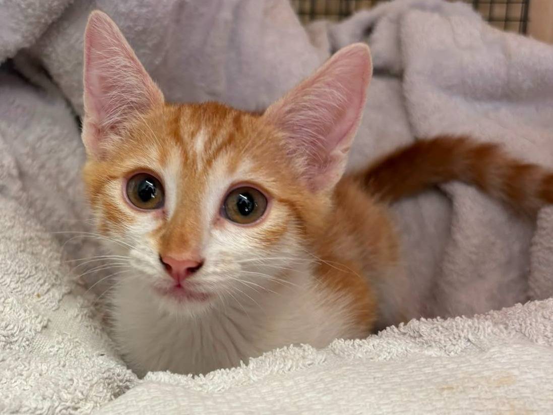 Adozione gatto, femmina, Razza sconosciuta Razza sconosciuta, 4 mesi, taglia non valida, Asti