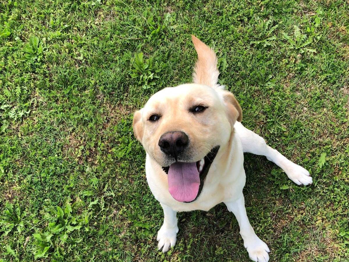 Adozione cane, maschio, Labrador Retriever Razza sconosciuta, 6 anni e 6 mesi, taglia grande, Bologna