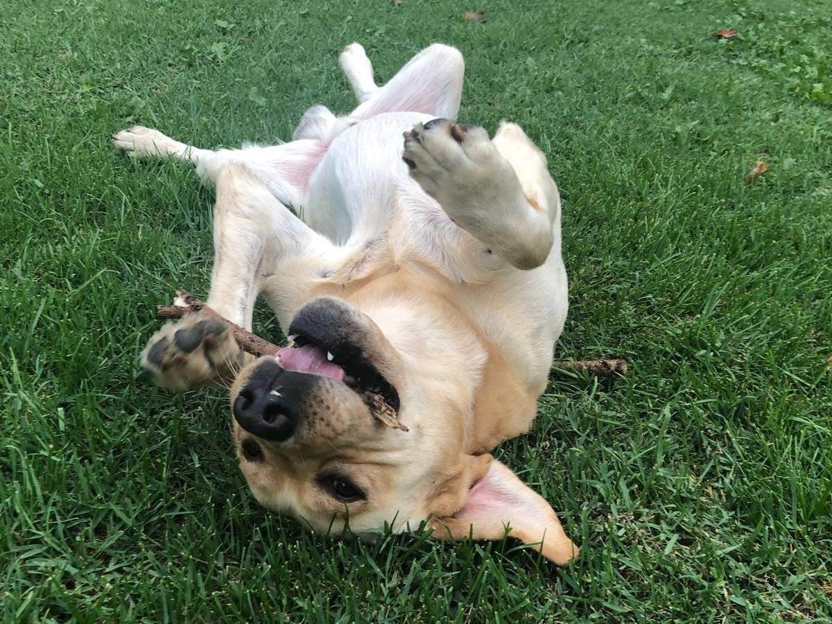 Adotta un cane, maschio, 6 anni e 6 mesi, Bologna