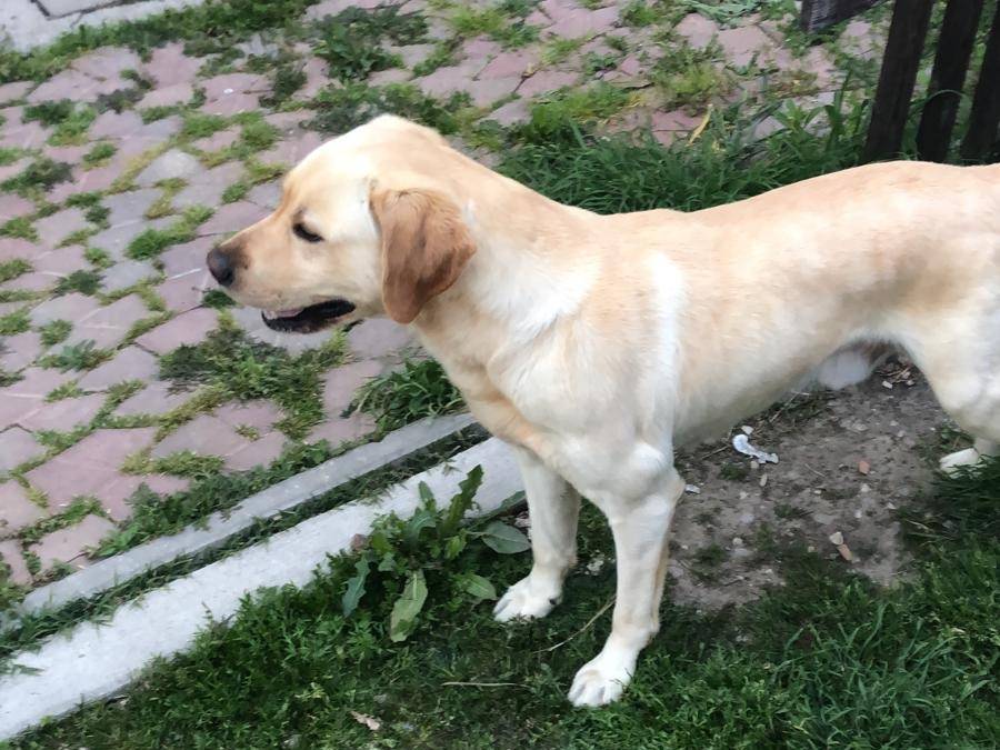 Adotta un cane, taglia grande, maschio, Bologna