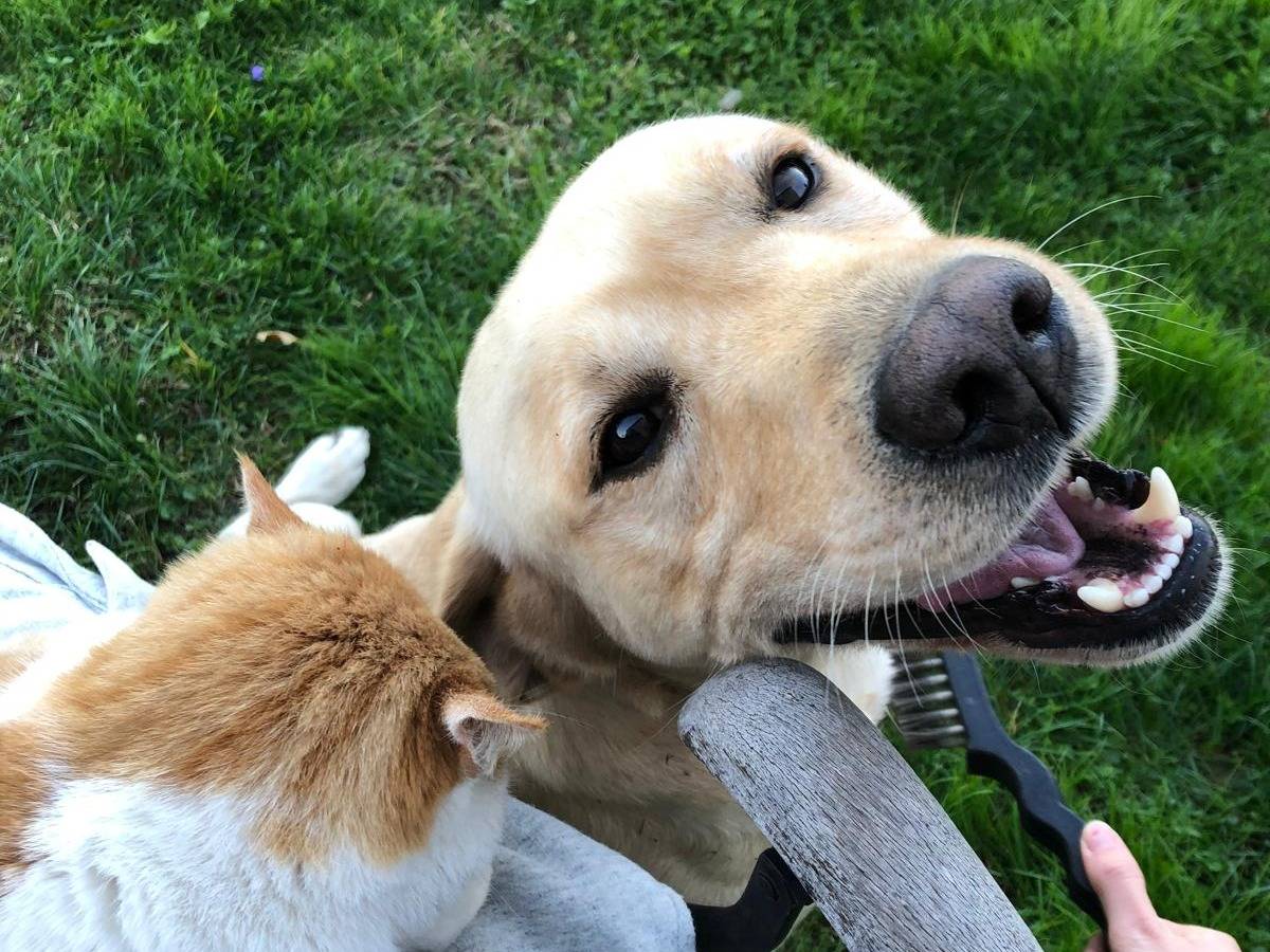 Vuoi adottare un cane a Bologna?