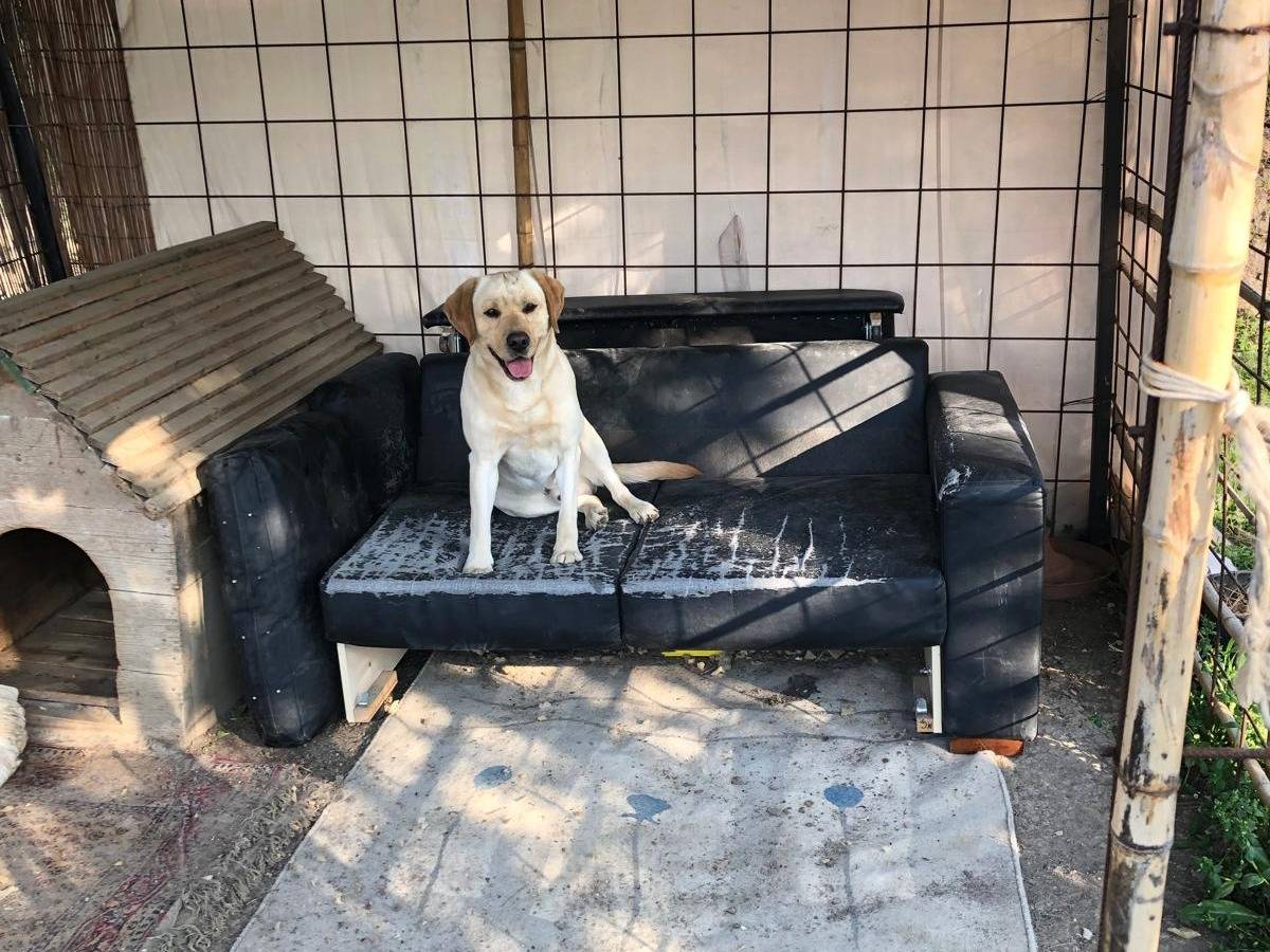 Adotta il cane Lucky  a Bologna