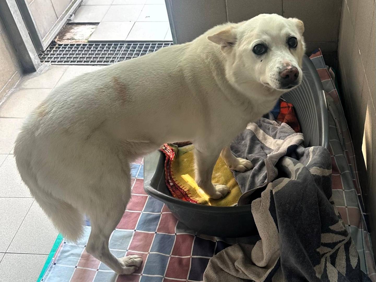 Adozione cane, maschio, Razza sconosciuta Razza sconosciuta, 13 anni e 7 mesi, taglia media, Milano