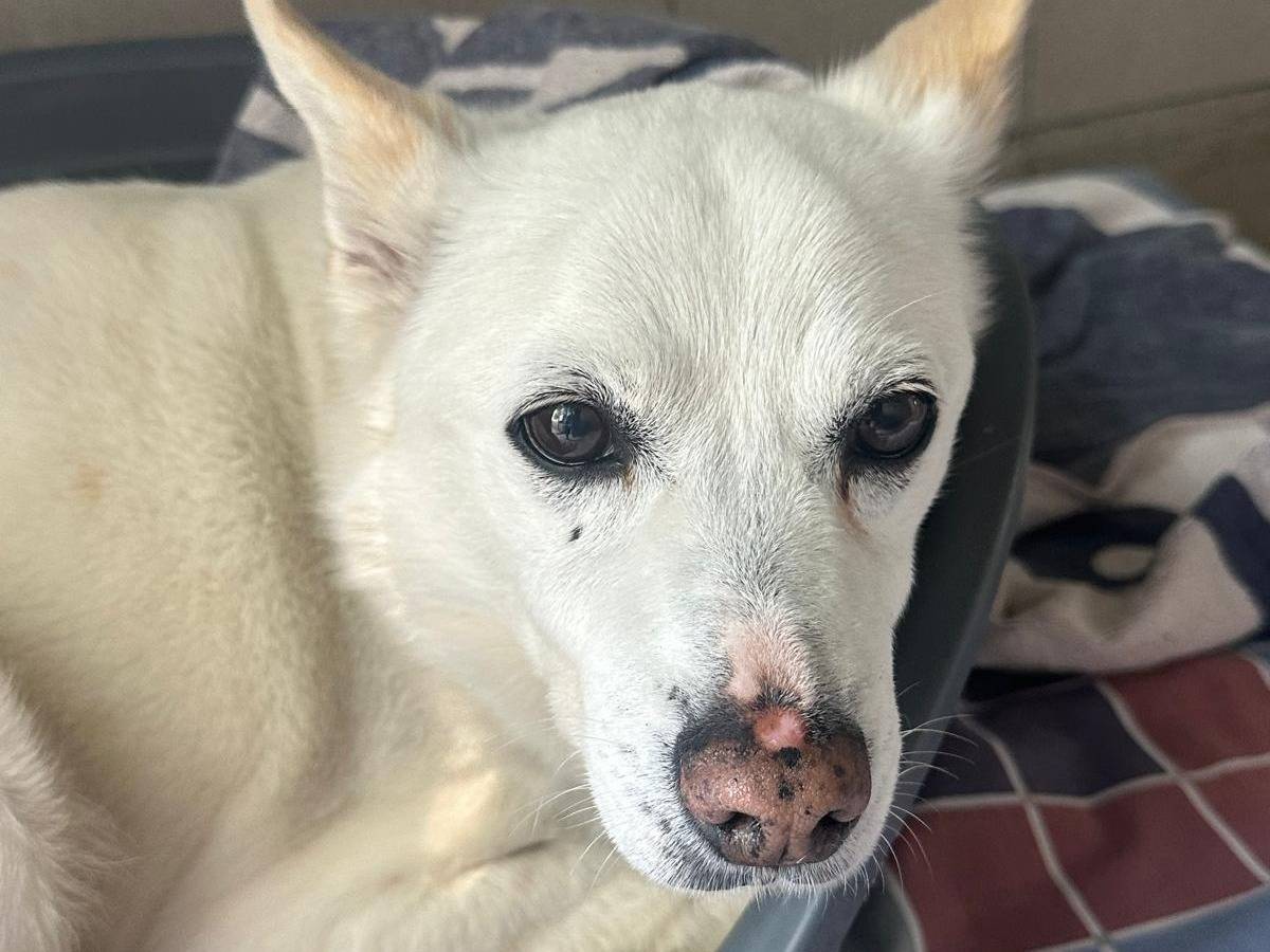 Adotta un cane, maschio, 13 anni e 7 mesi, Milano