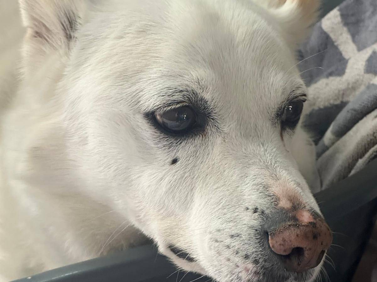 Adotta un cane, taglia media, maschio, Milano