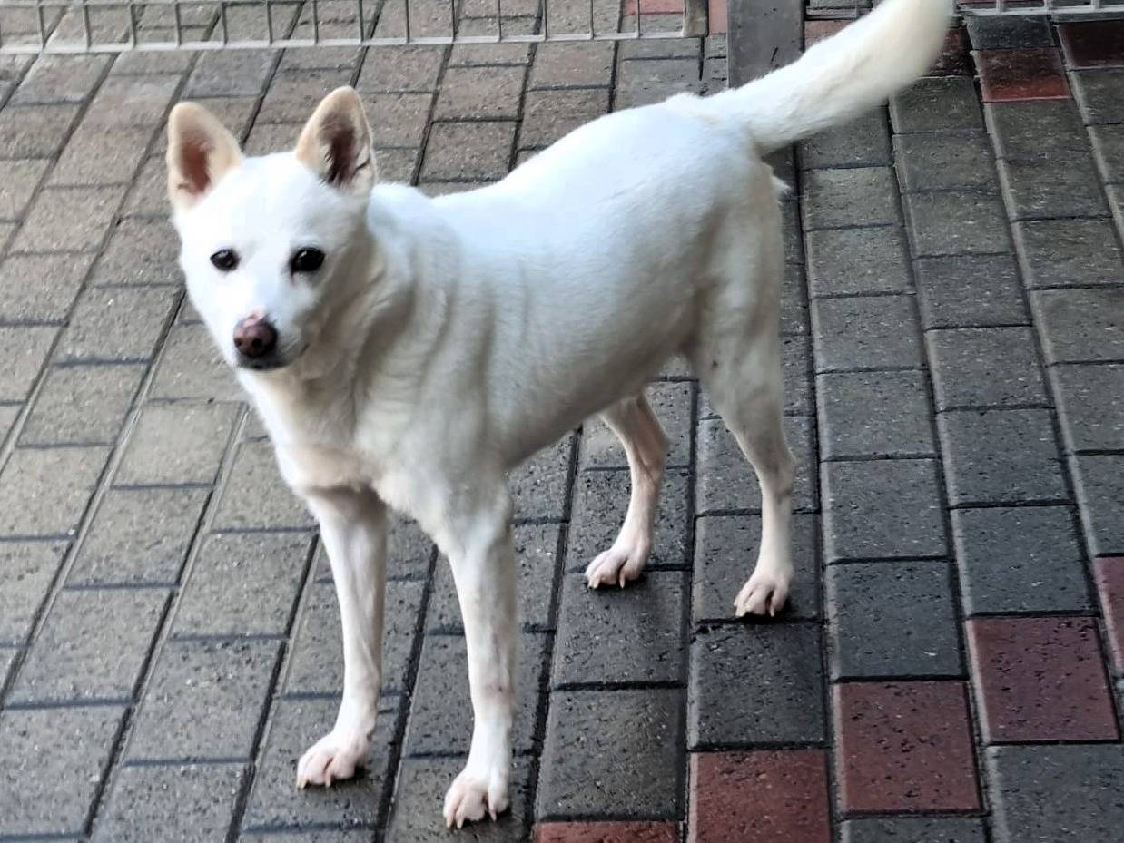 Vuoi adottare un cane a Milano?