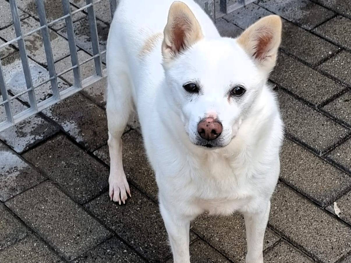 Adotta il cane FOX a Milano