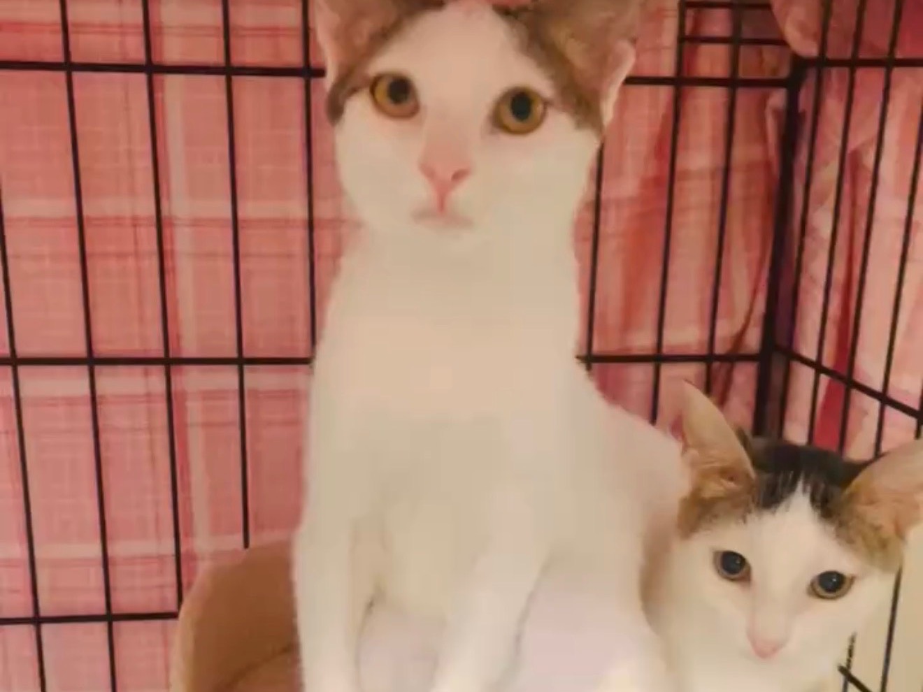 Adotta un gatto, femmina, 3 mesi, Barletta