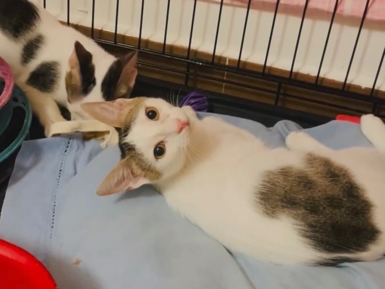 Adotta un gatto, taglia non valida, femmina, Barletta