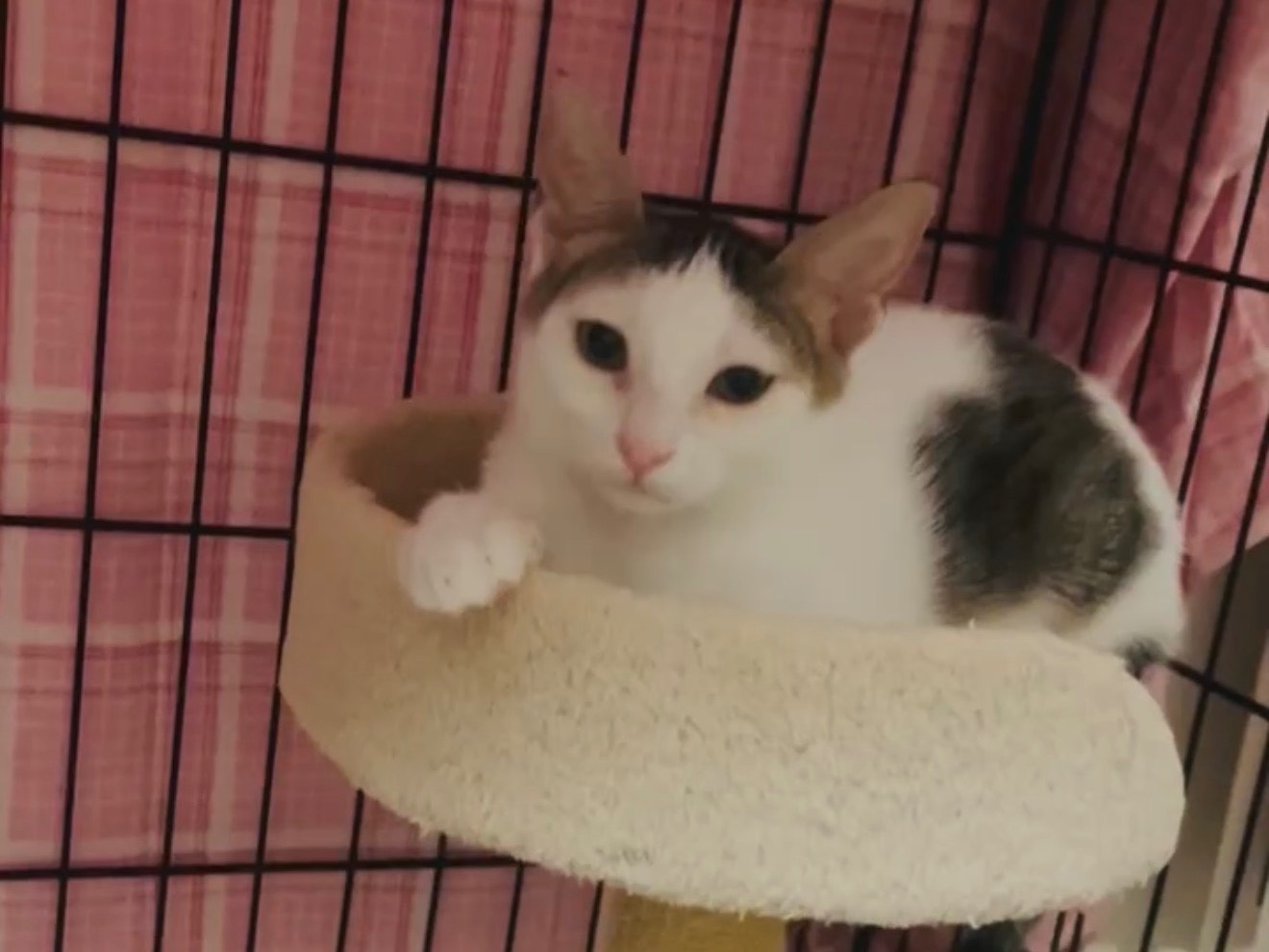 Vuoi adottare un gatto a Barletta?