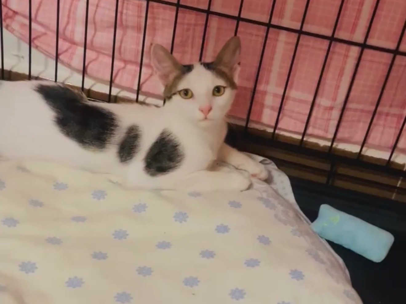 Adotta il gatto Hellen e Alice  a Barletta