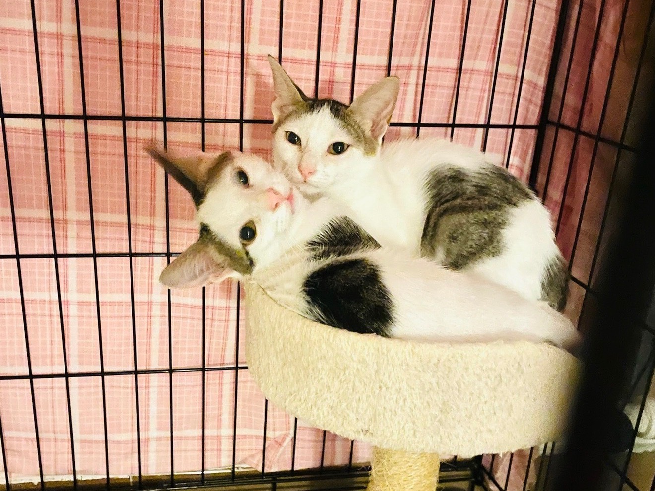 Adozione gatto, femmina, Razza sconosciuta Razza sconosciuta, 3 mesi, taglia non valida, Barletta