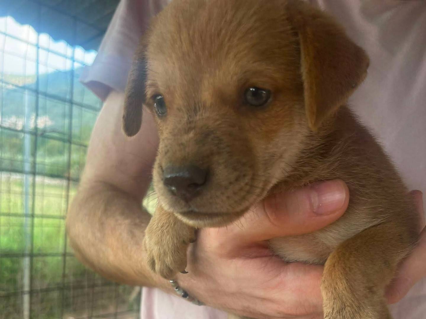 Adozione cane, maschio, Razza sconosciuta Razza sconosciuta, 1 mese, taglia media contenuta, Frosinone