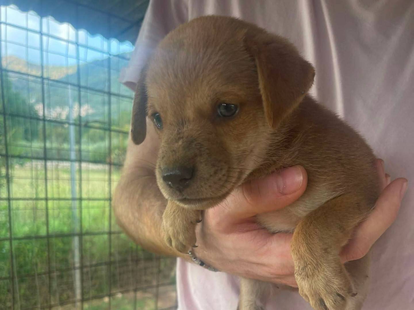 Adotta un cane, maschio, 1 mese, Frosinone