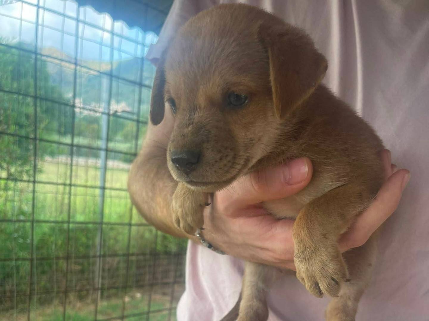Adotta un cane, taglia media contenuta, maschio, Frosinone