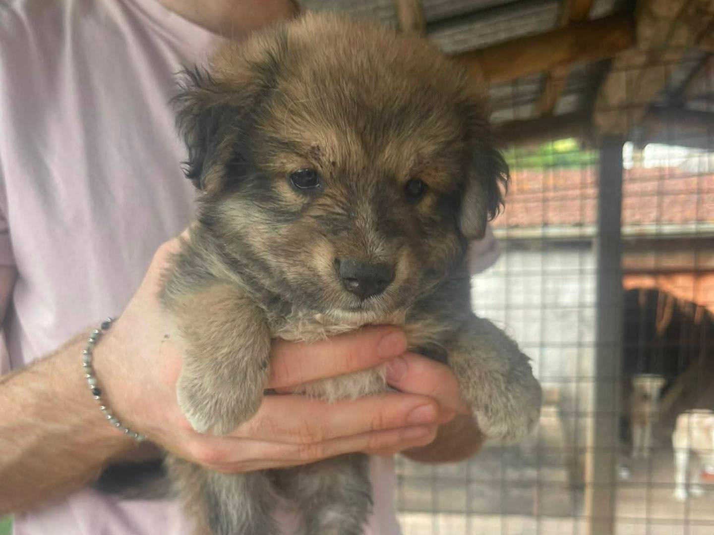 Adozione cane, maschio, Razza sconosciuta Razza sconosciuta, 1 mese, taglia media, Frosinone