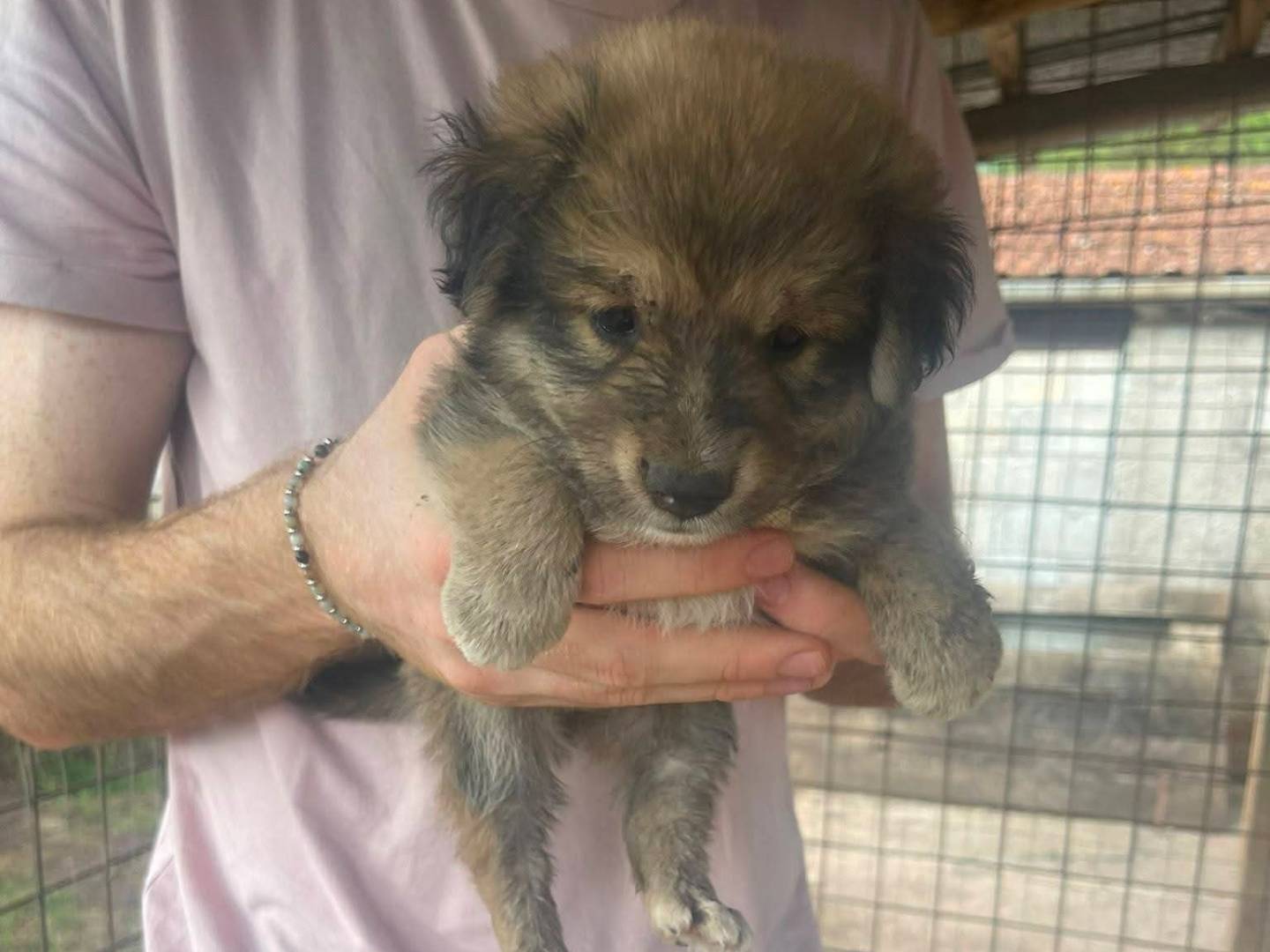 Adotta un cane, maschio, 1 mese, Frosinone