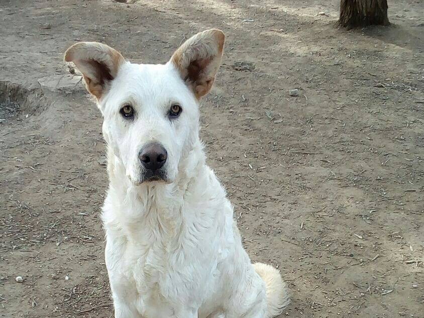 Foto 1 dell'animale