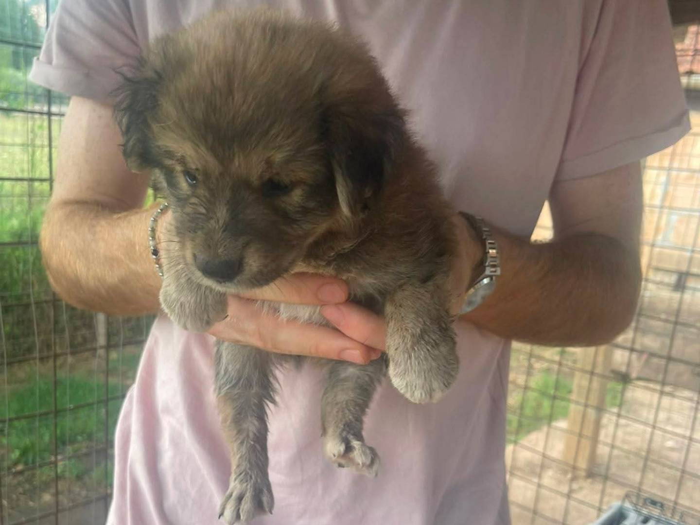 Adotta un cane, taglia media, maschio, Frosinone