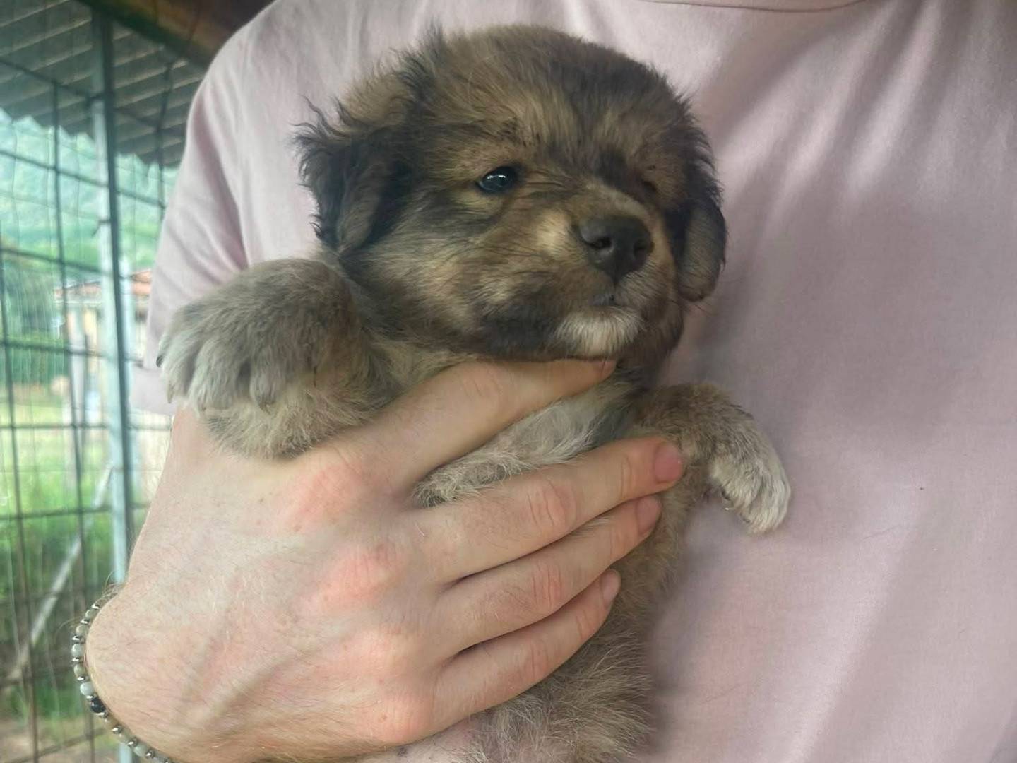 Vuoi adottare un cane a Frosinone?