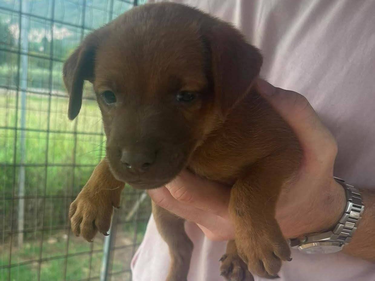 Adozione cane, maschio, Razza sconosciuta Razza sconosciuta, 1 mese, taglia media contenuta, Frosinone