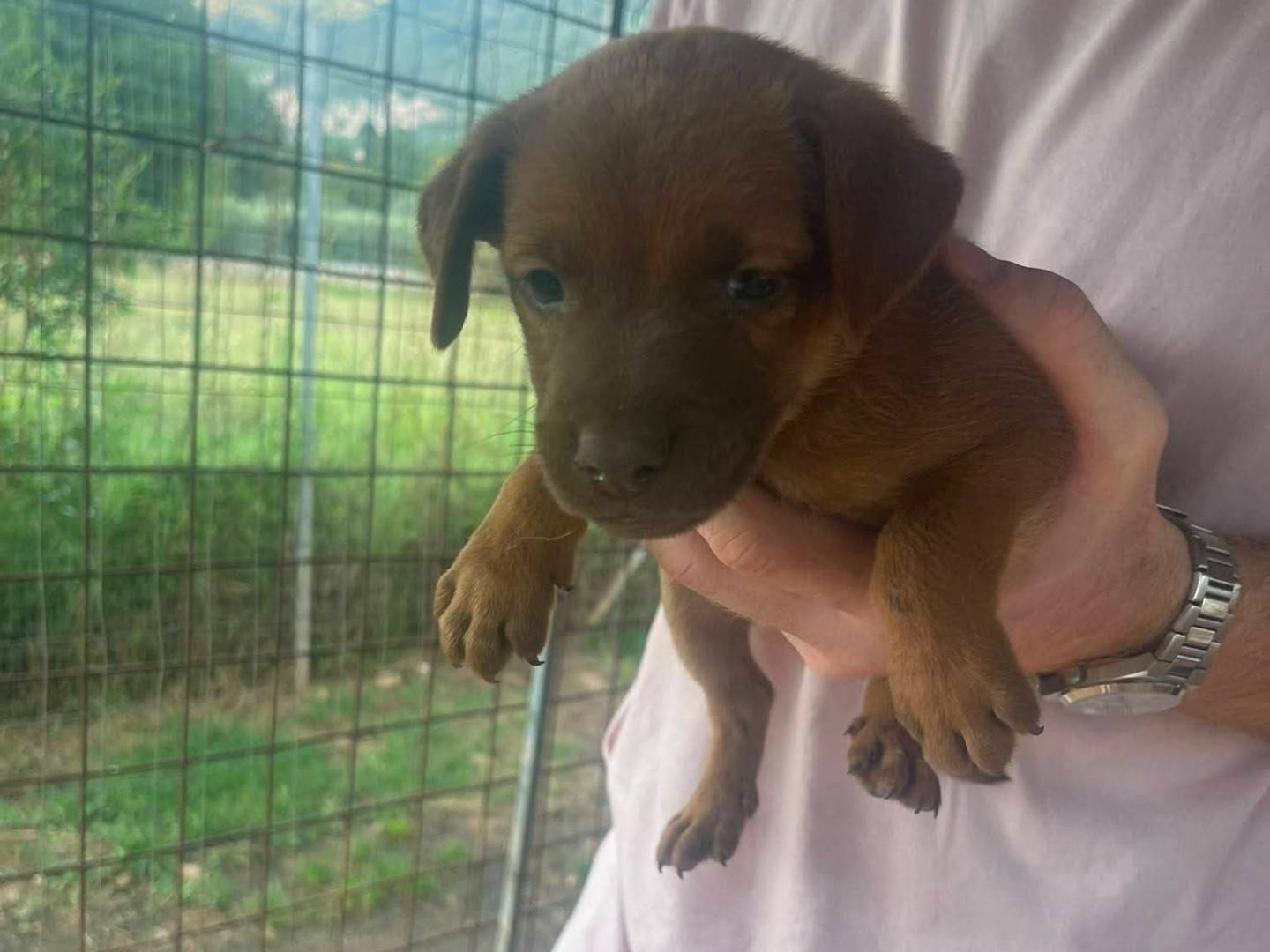 Adotta un cane, maschio, 1 mese, Frosinone