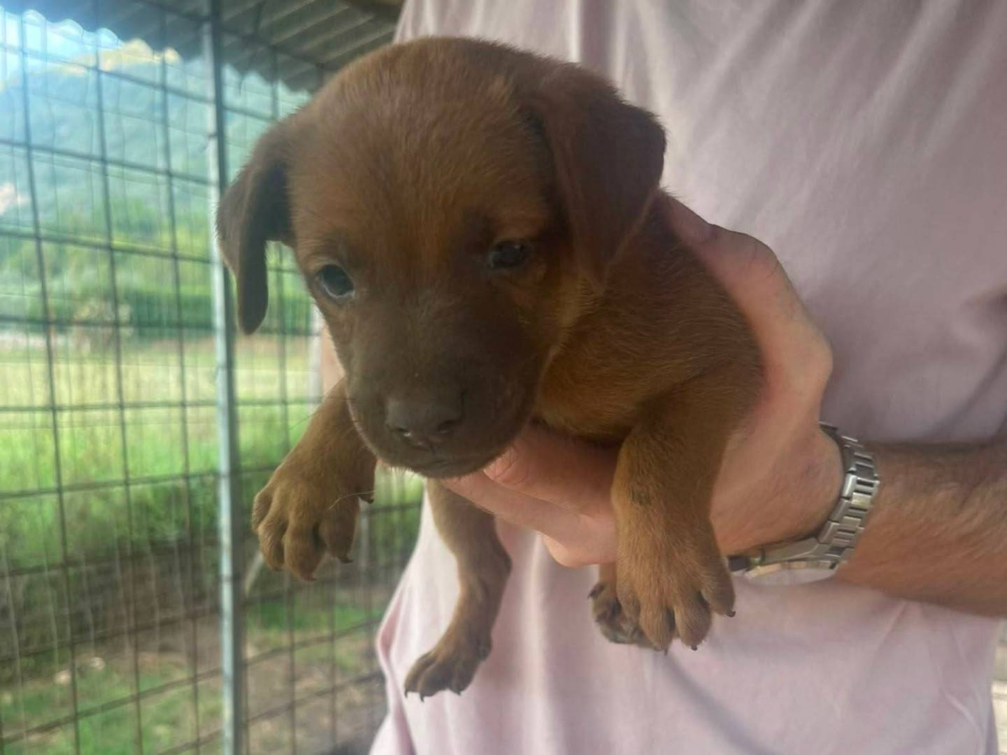 Adotta un cane, taglia media contenuta, maschio, Frosinone