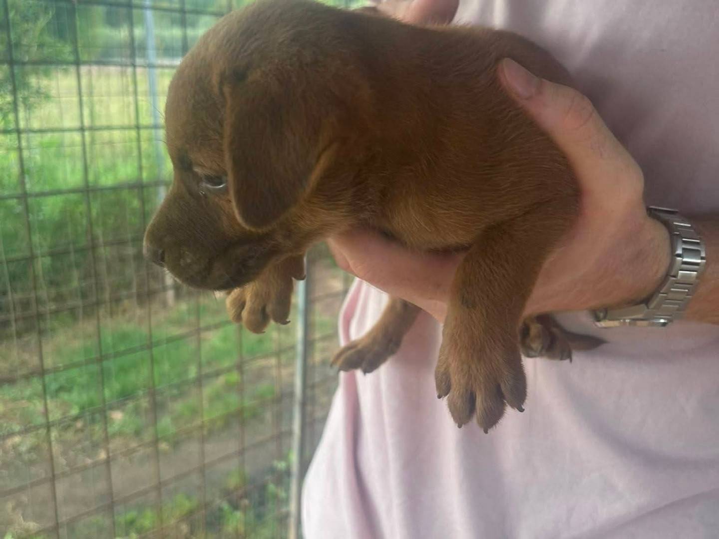 Vuoi adottare un cane a Frosinone?