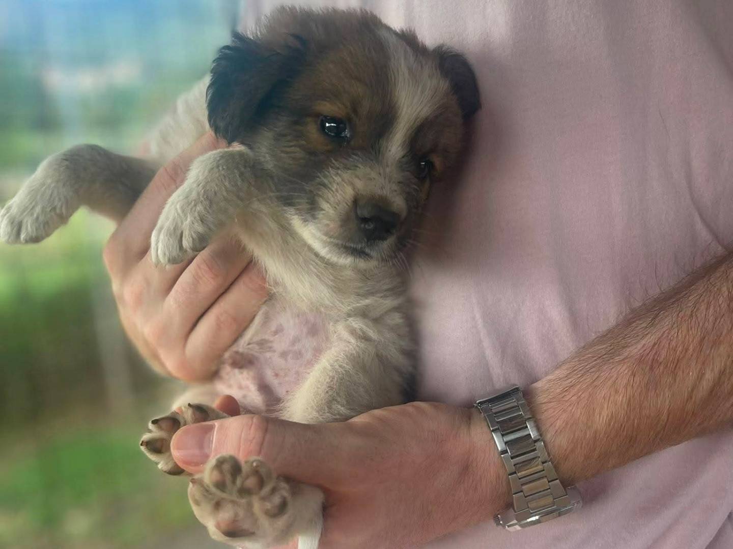 Adozione cane, maschio, Razza sconosciuta Razza sconosciuta, 1 mese, taglia media, Frosinone