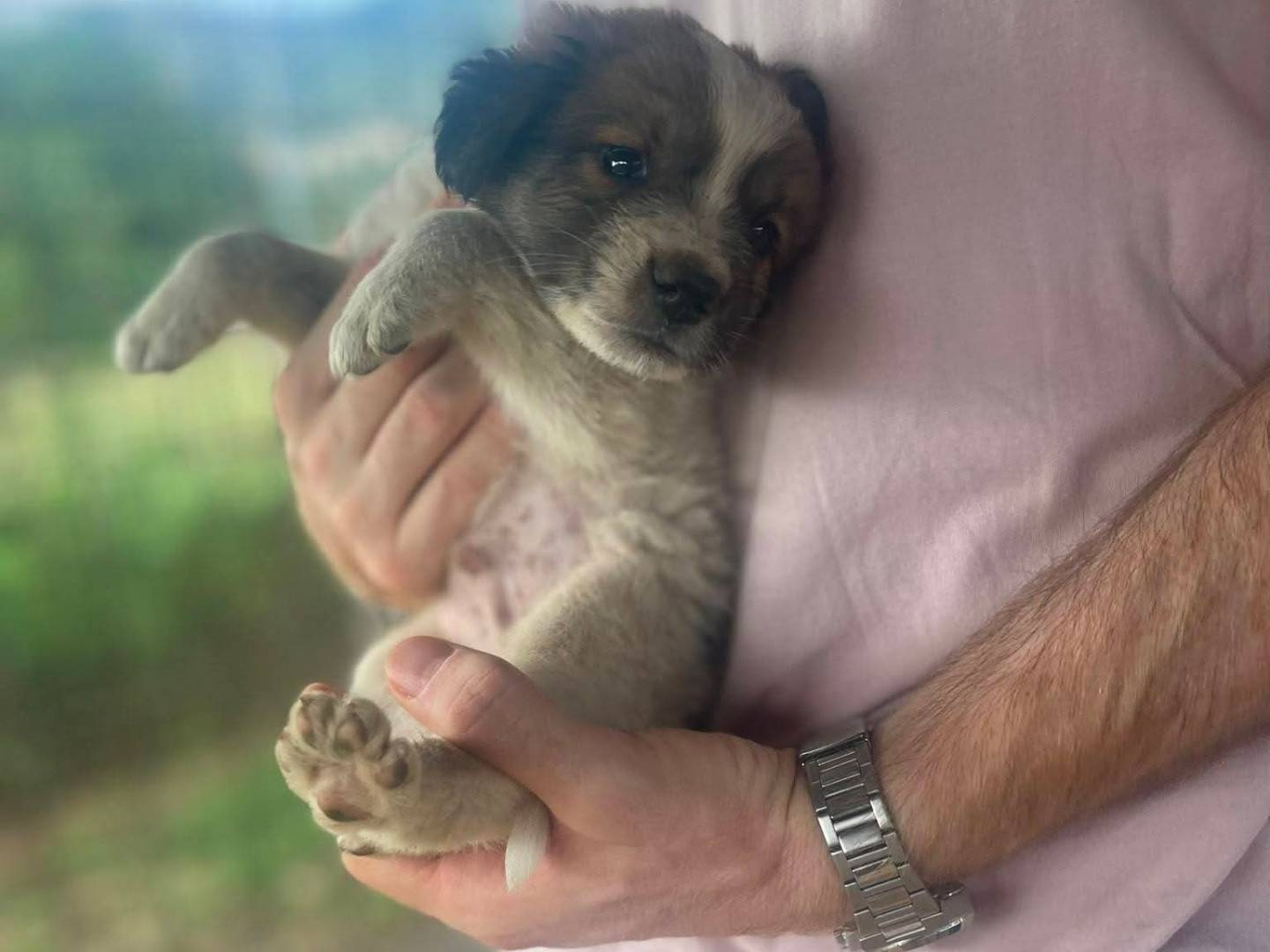 Adotta un cane, maschio, 1 mese, Frosinone