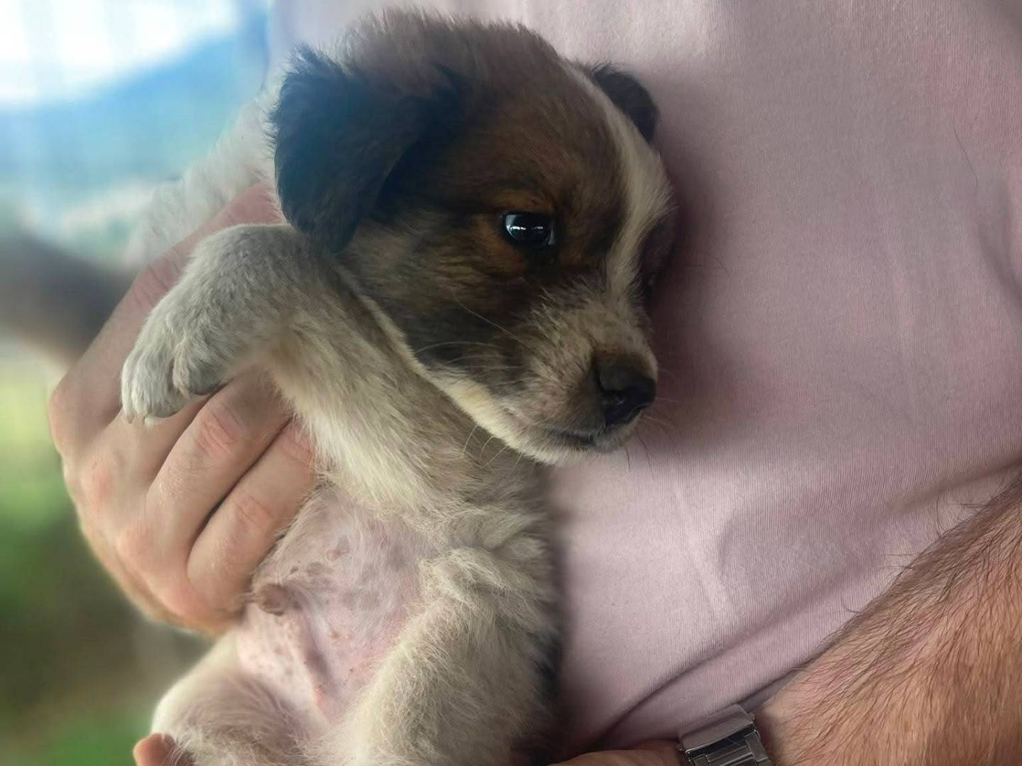 Adotta un cane, taglia media, maschio, Frosinone