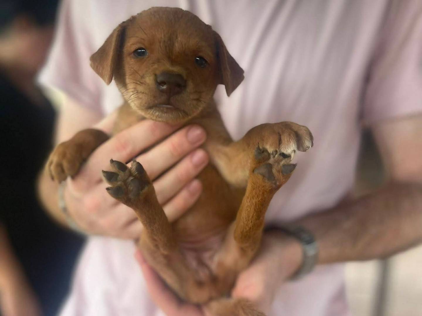 Adotta un cane, femmina, 1 mese, Frosinone