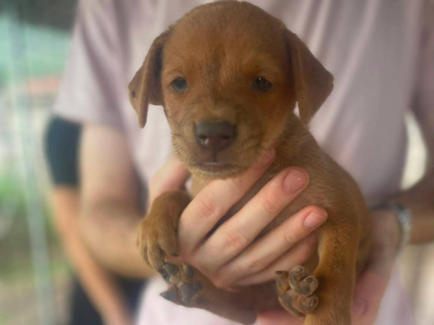Adotta un cane, taglia media contenuta, femmina, Frosinone