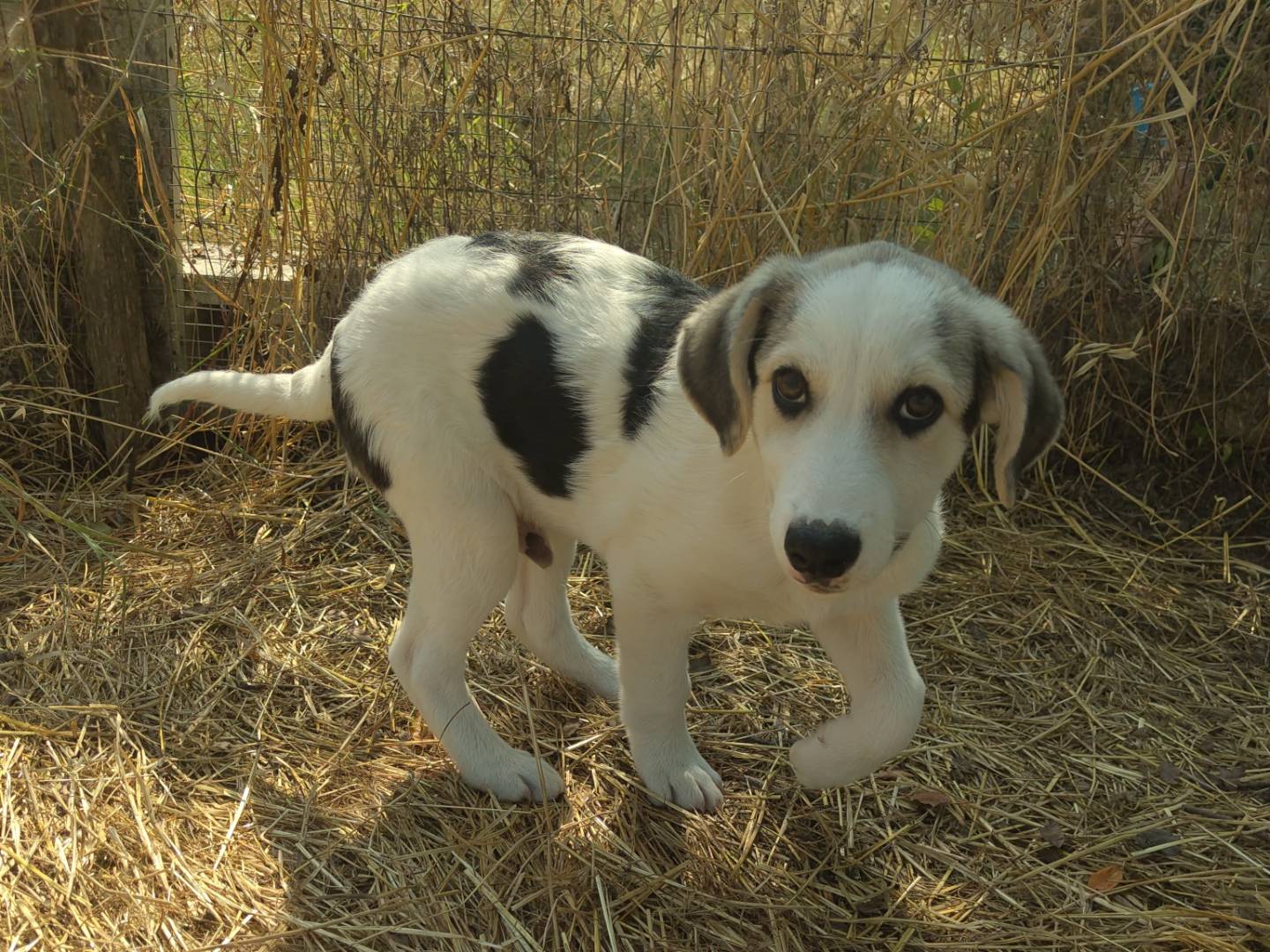 Adozione cane, maschio, Razza sconosciuta Razza sconosciuta, 3 mesi, taglia media, Avellino
