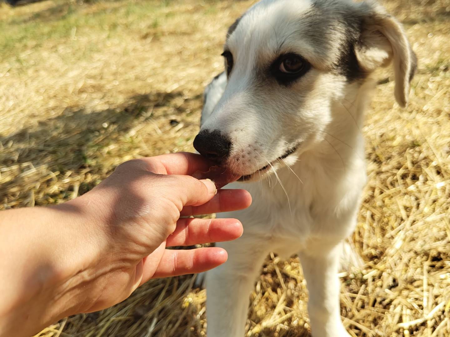 Adotta un cane, maschio, 3 mesi, Avellino
