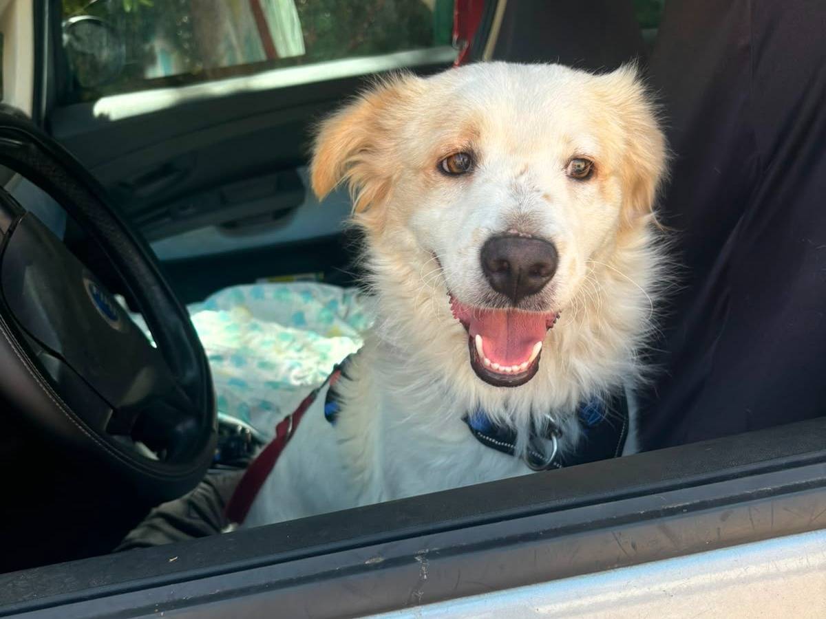 Vuoi adottare un cane a Bari?