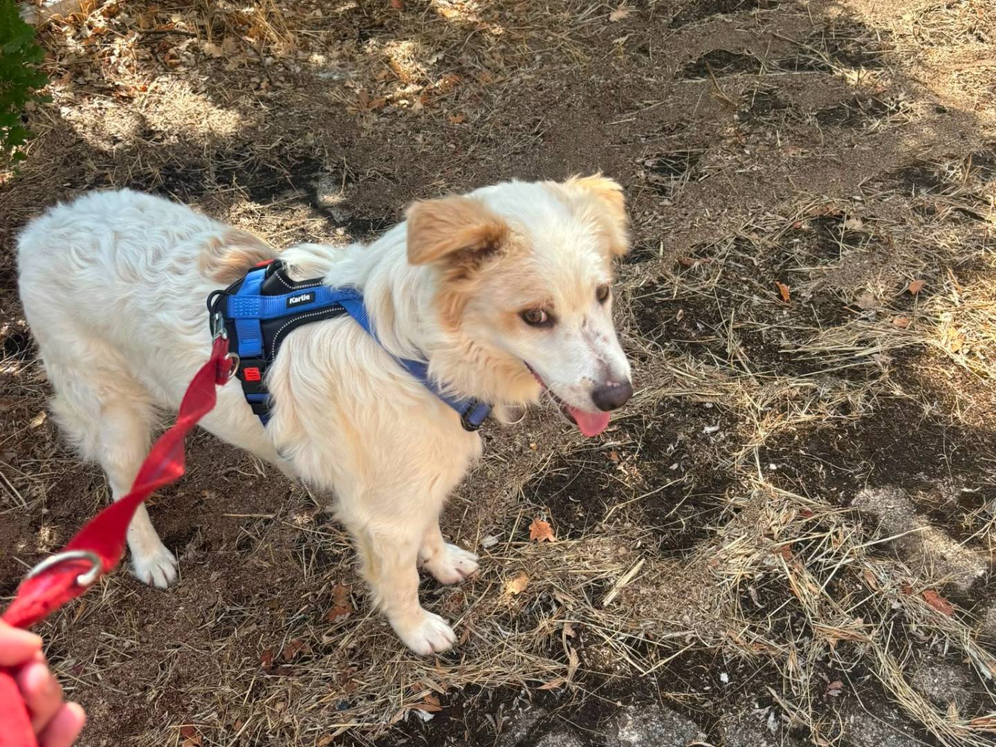 Adotta il cane Lollo a Bari