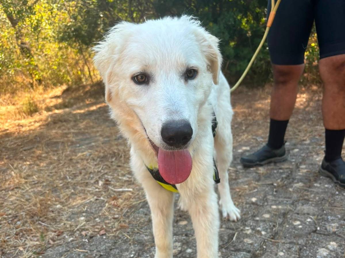 Adozione cane, maschio, Razza sconosciuta Razza sconosciuta, 4 mesi, taglia gigante, Bari