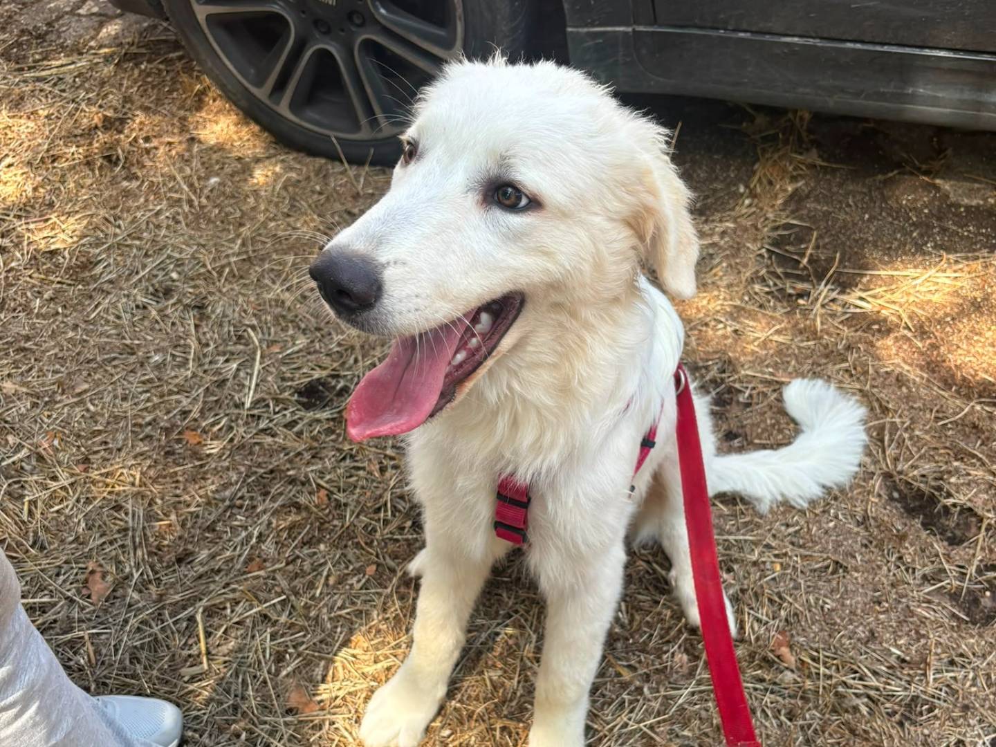 Adotta un cane, taglia gigante, maschio, Bari