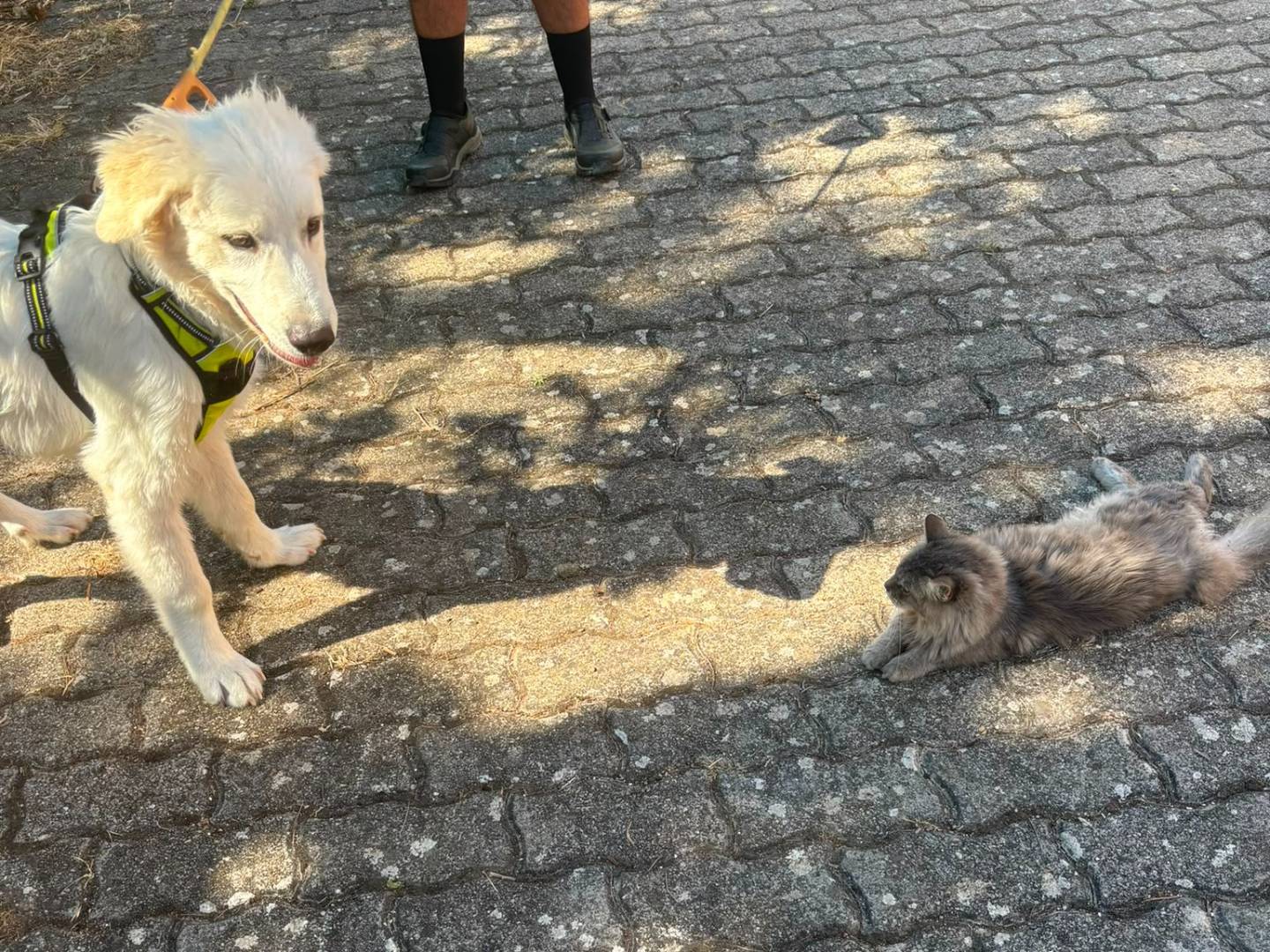 Vuoi adottare un cane a Bari?