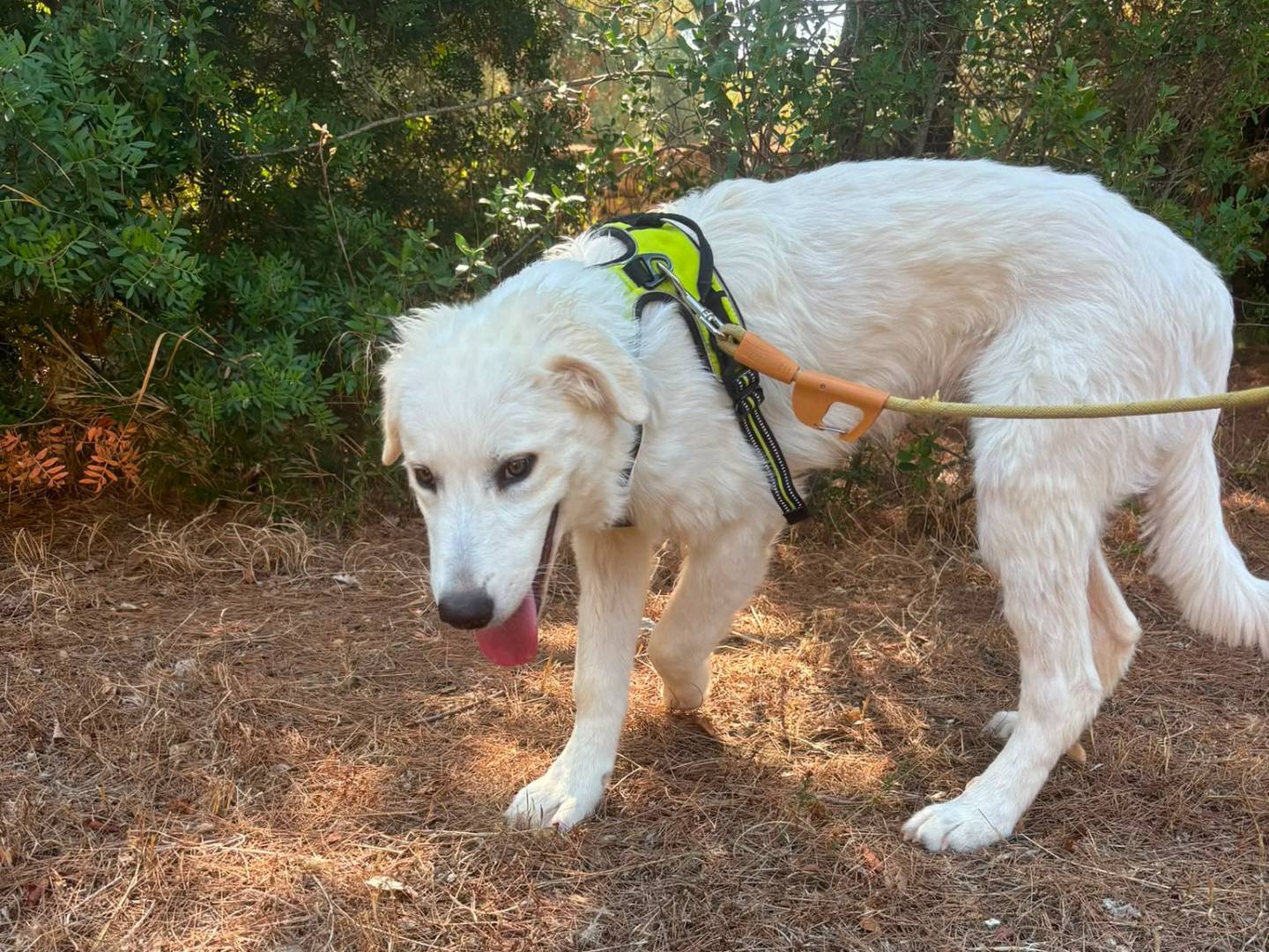 Adotta il cane Mojito a Bari